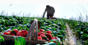 县域电商的核心使命 推动农产品上行