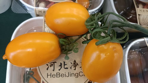 净菜进京 首衡集团助力农业新质生产力跨越发展