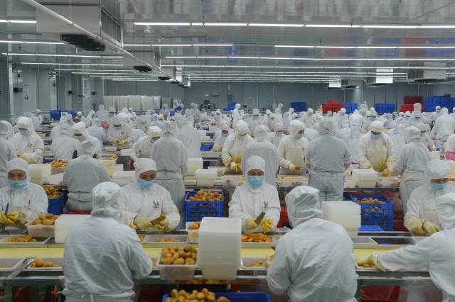 光明区全产业链援手，助力“芒果之乡”增收致富