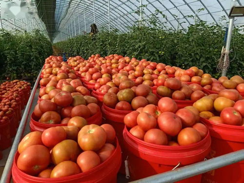 东营广饶 筑牢农产品质量安全防线，守护百姓“舌尖上的安全”