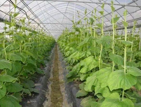 江苏首批农业强镇与标杆主体名单公布，我市一镇四企实力上榜